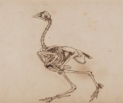 Vergelijkende anatomische expositie van de structuur van het menselijk lichaam met die van een tijger en een koe door George Stubbs